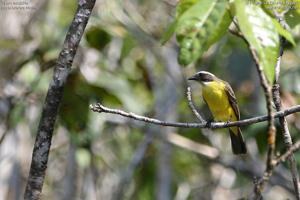 Social Flycatcher