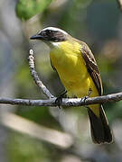 Social Flycatcher