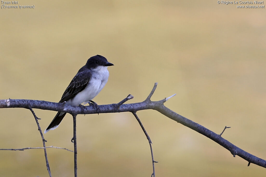 Eastern Kingbird