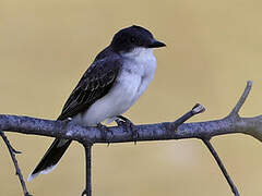 Eastern Kingbird