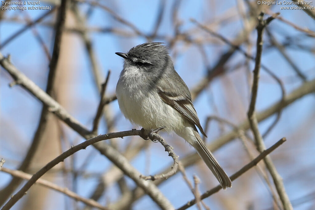 White-crested Tyrannulet