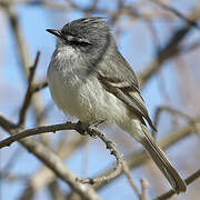 White-crested Tyrannulet