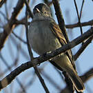 Tyranneau passegris