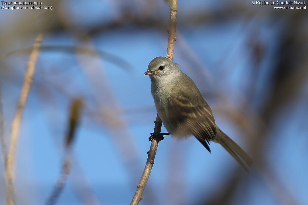 Southern Beardless Tyrannulet