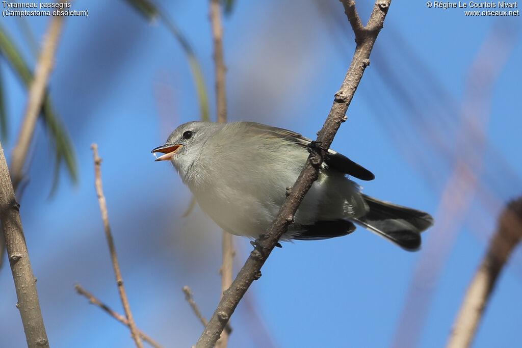 Tyranneau passegris