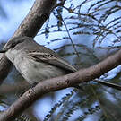 Tyranneau suiriri
