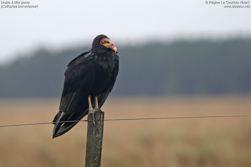 Urubu à tête jaune