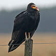 Urubu à tête jaune