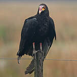 Urubu à tête jaune