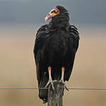 Urubu à tête jaune