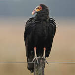 Urubu à tête jaune