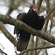 Urubu à tête rouge