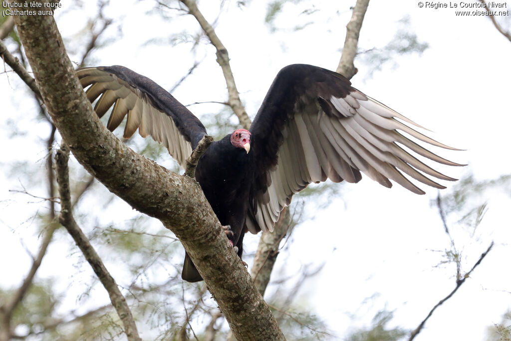 Urubu à tête rouge