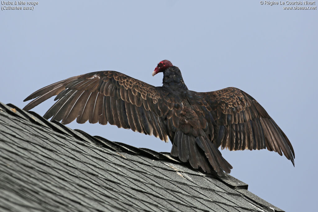 Turkey Vulture