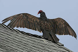 Turkey Vulture