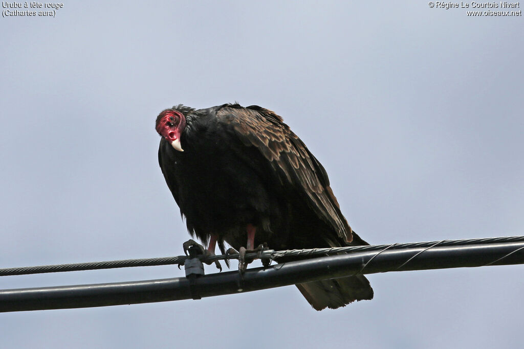 Urubu à tête rouge