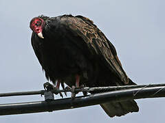 Turkey Vulture