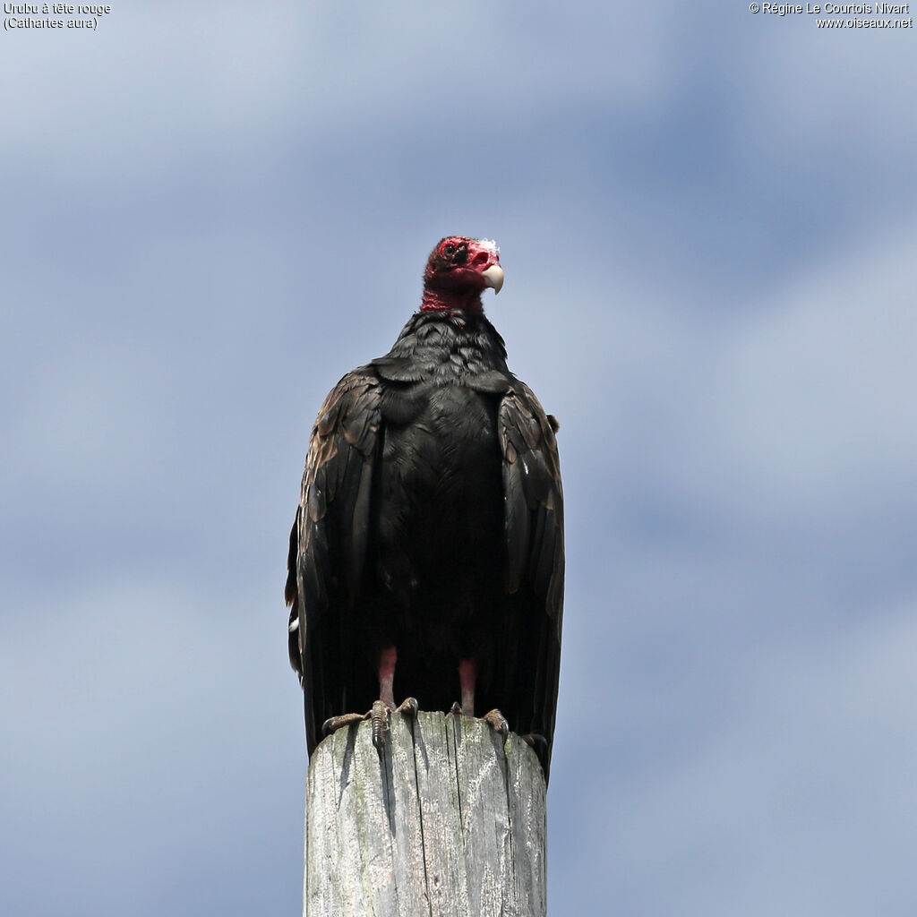 Urubu à tête rouge