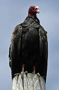 Turkey Vulture