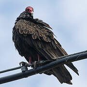 Turkey Vulture