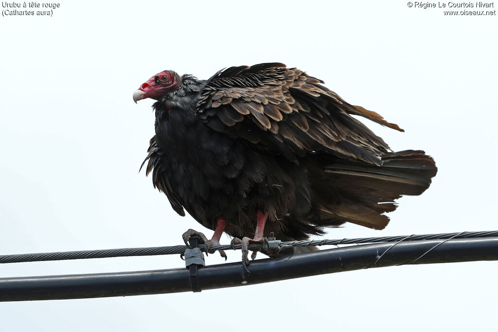 Turkey Vulture