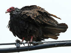 Turkey Vulture