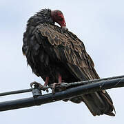 Turkey Vulture