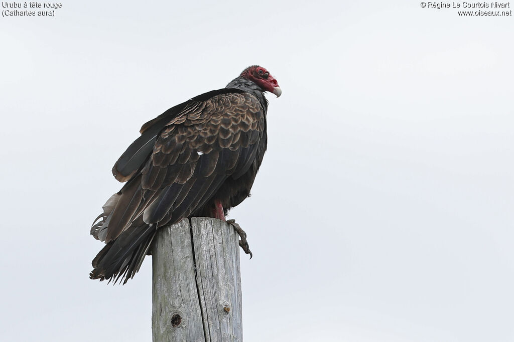 Urubu à tête rouge