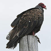 Turkey Vulture