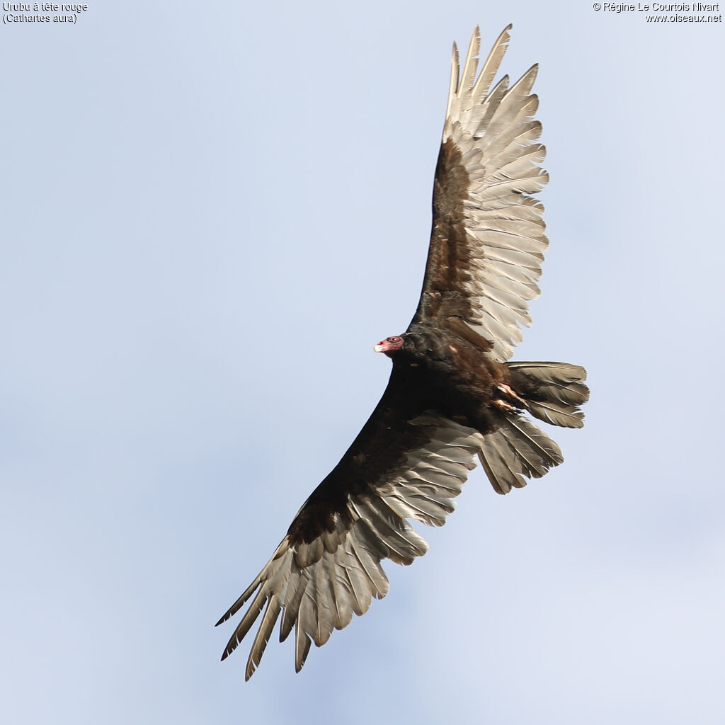 Urubu à tête rouge