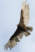 Turkey Vulture