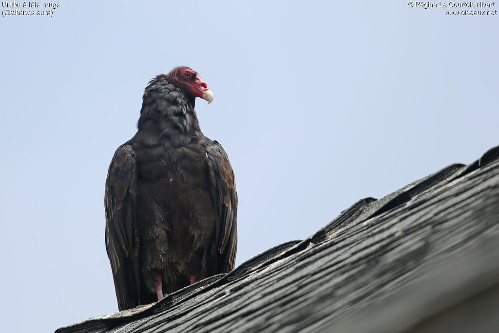 Turkey Vulture