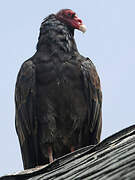 Turkey Vulture