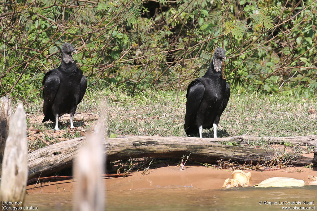 Black Vulture
