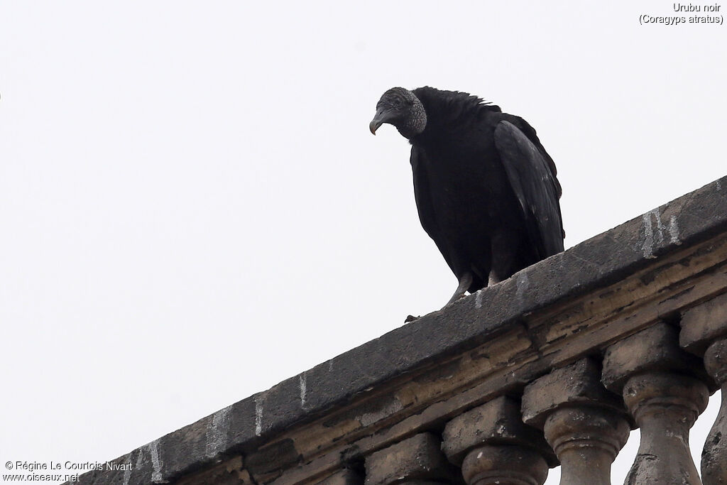 Black Vulture