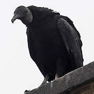 Urubu noir