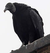 Black Vulture