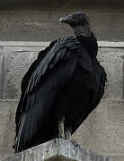 Black Vulture