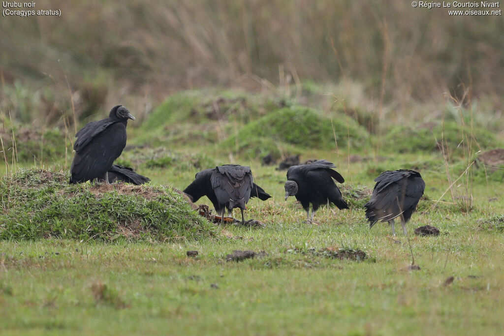 Urubu noir