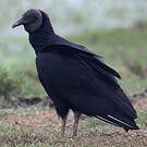 Urubu noir