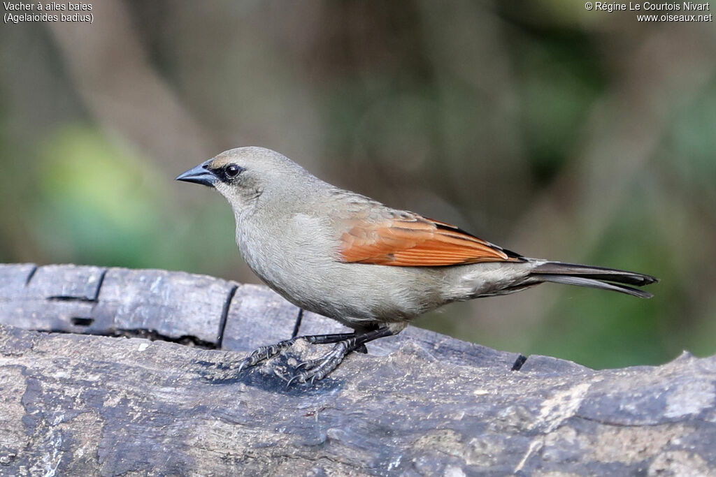 Vacher à ailes baies