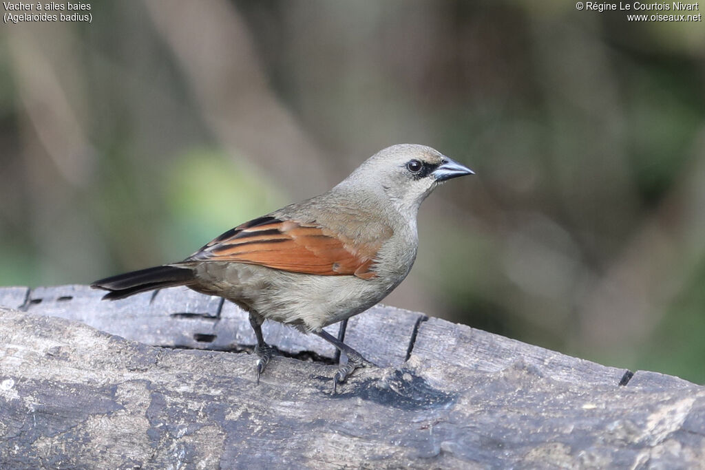 Vacher à ailes baies