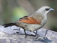 Vacher à ailes baies