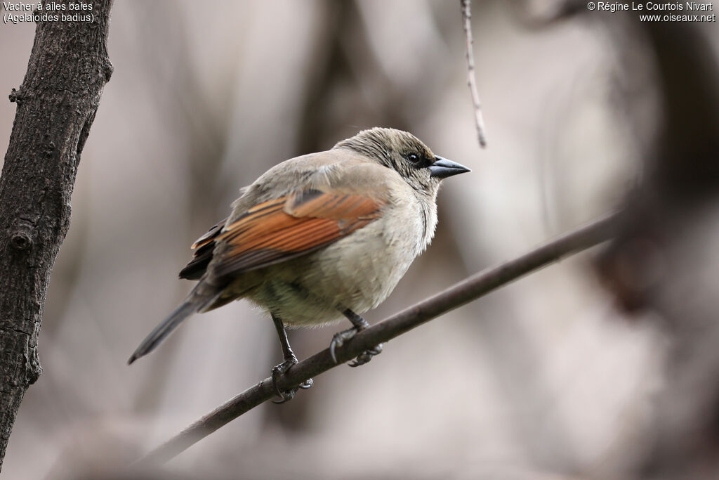 Vacher à ailes baies