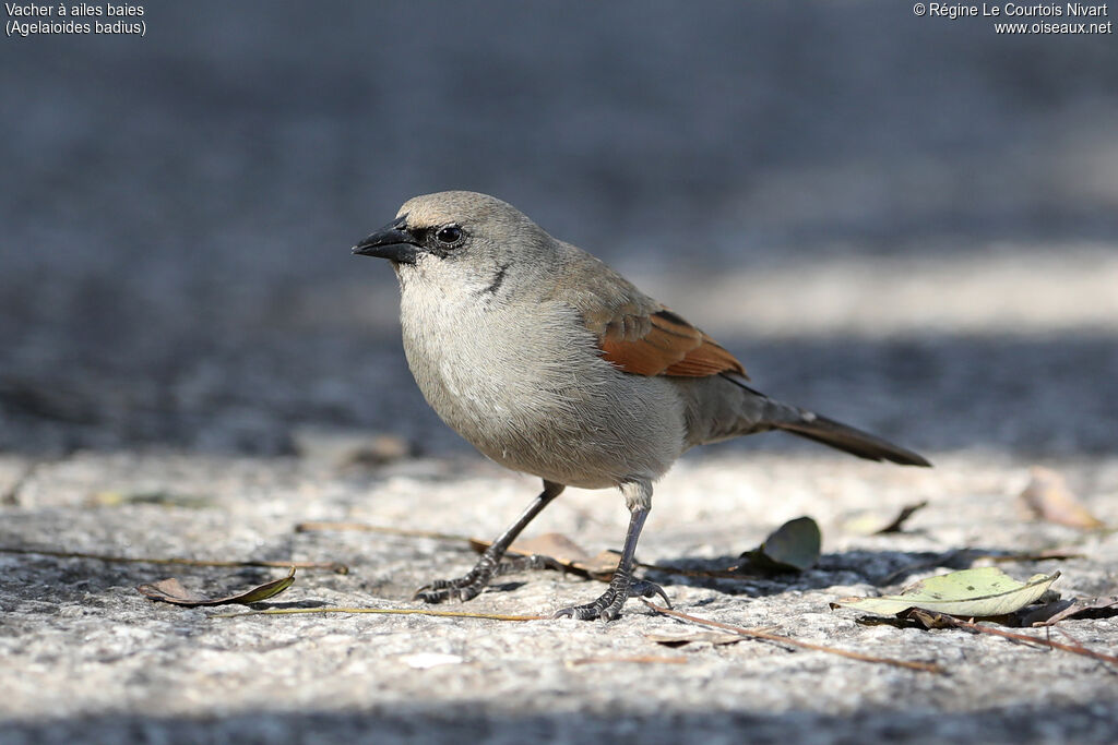 Vacher à ailes baies