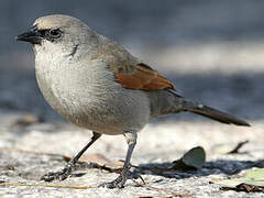 Greyish Baywing