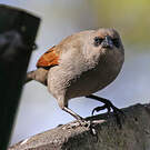 Vacher à ailes baies