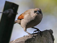 Greyish Baywing
