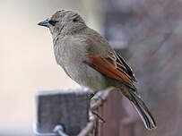 Vacher à ailes baies