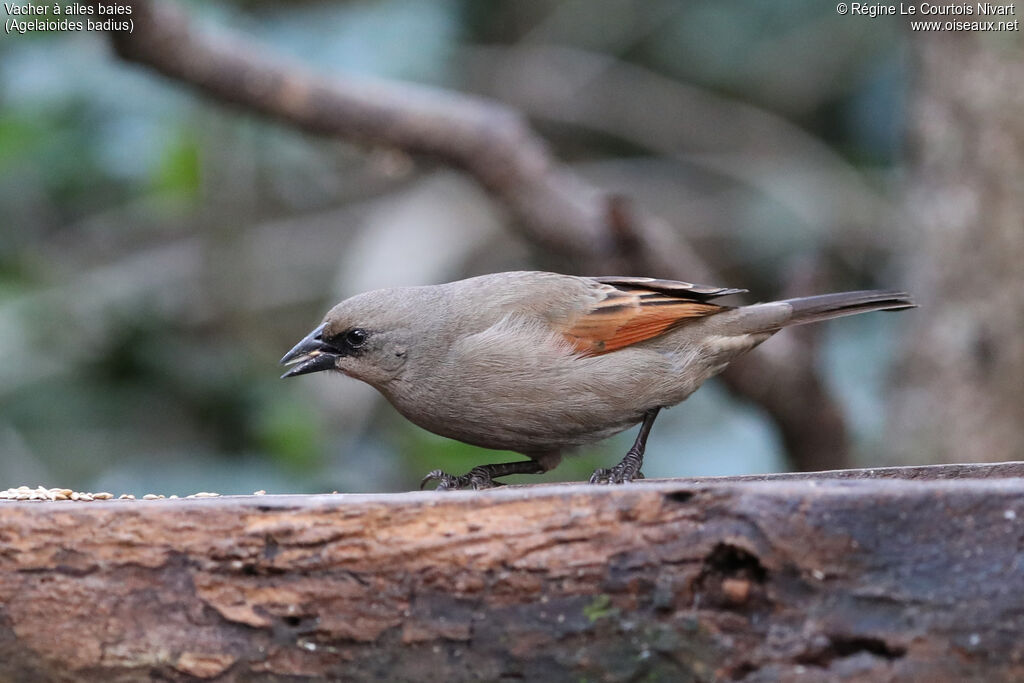 Vacher à ailes baies - Carouge à ailes baies<br />